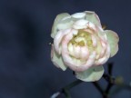 sola soletta..