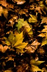 leaves