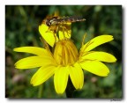 Yellow 2