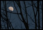 Luna tra le fronde