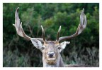 Scattata domenica 21 nell'oasi naturalistica di monte arcosu