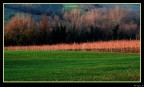 Campo