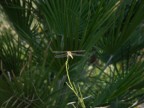 libellula a balai