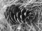 Naturalmente Luce