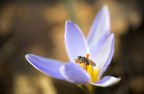 impollinando