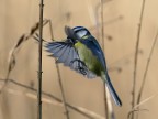 Volo di cincia