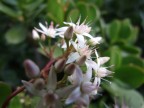 la dimensione di ciascun fiore  cm. 0,50 la foto  scattata con la fuji s6500 in macro,i fiori davanti e dietro a qulli a fuoco sono stati sfucati volutamente con la distanza dell'obbiettivo mentre quelli dietro con un apertura a f 3,8