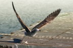 Take Off