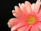 gerbera in black