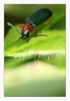 Oulema melanopus