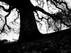 Quercia Vallonea #2