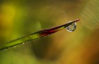 colori del micromondo