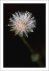 Fuochi D'Artificio