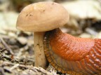 lumaca affamata