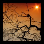 venature