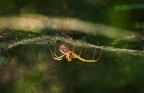 spider
