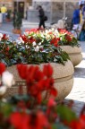 Fiori colori
