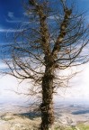 Albero sul vuoto