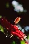 Fiore in controluce