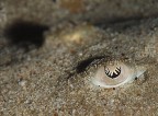 Santa Maria al Bagno (Nard)
-4 mt.
Notturna


Particolare dell'occhio di un giovane trigone, con la pupilla a forma di sole con i raggi. 
Per dare un un p di senso di profondit ho allungato le ombre e sottoesposto di uno stop.

Critiche e suggerimenti sempre graditisiimi

Grazie mille a tutti

Giuseppe