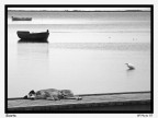 Siesta