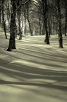 Dentro il bosco
