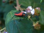 ancora rosso