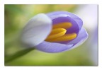 Flou flower