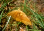 farfalla