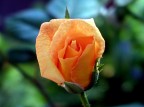 macro