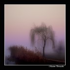 l'albero