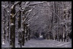viale binco
