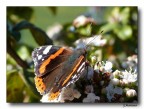 Batterfly 8