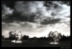 Tree lighting (Pubblicata su fotocult 04-07)
