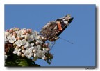 Farfalla 2