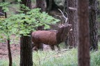 Il re della foresta