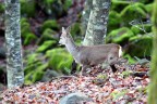 Capriolo femmina