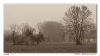 Cascine
