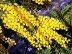 Mimosa