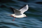 Seagull III