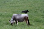 Questa volta questo cinghiale si  scelto un' insolita compagna una mucca.
Canon EOS 350D + Canon EF 70-200 IS f 2.8