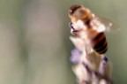 Tentativo di Macro