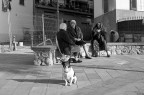 il cane e le comari