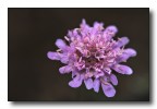 fiuril