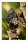 Moschina