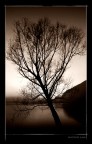 Albero
