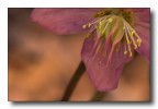 sguardo di fiore