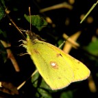 lepidottero