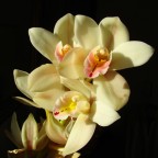 Orchidea