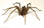 Tegenaria sp.